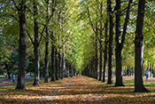 Baumalle in Herrenhausen